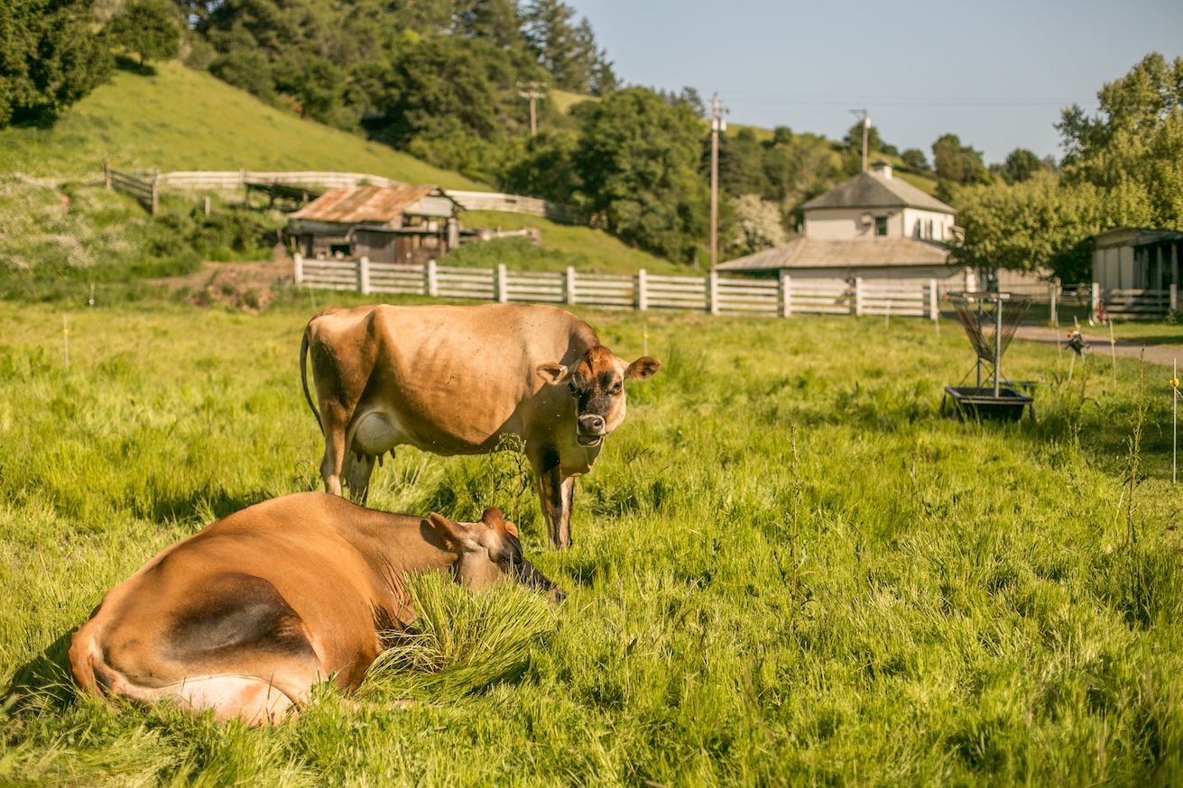 Regenerative Farming Put to the Test: Voices from Small Scale Farmers on Drought, Climate Change